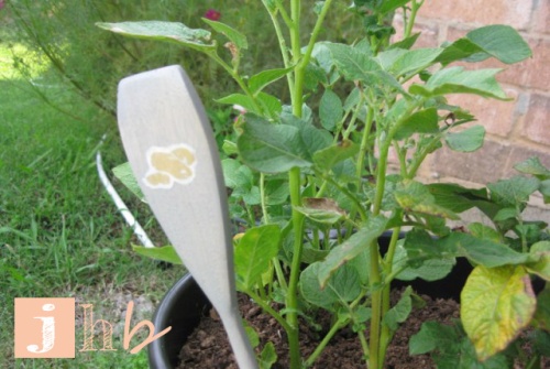 Wooden Spoon Plant Marker - Potato