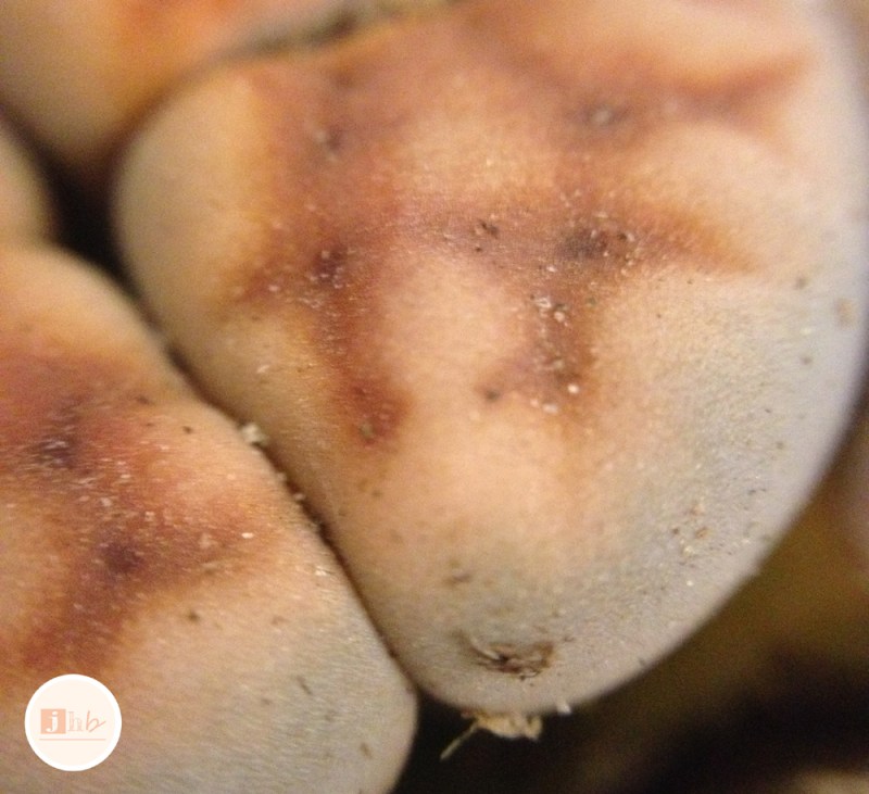 Easy DIY Succulent Planter