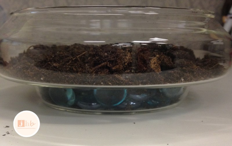 Easy DIY Succulent Garden