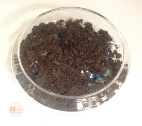 Easy DIY Succulent Garden