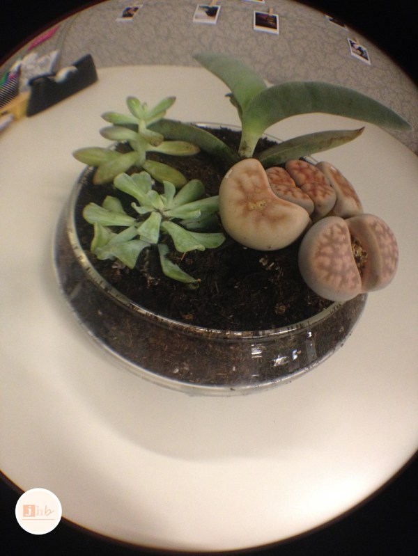 Easy DIY Succulent Planter