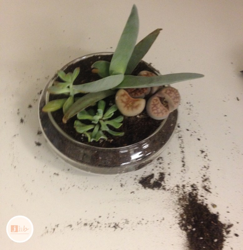 Easy DIY Succulent Garden