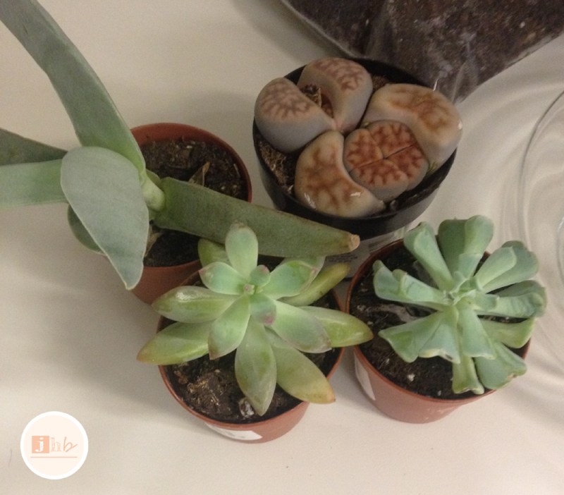 Easy DIY Succulent Garden