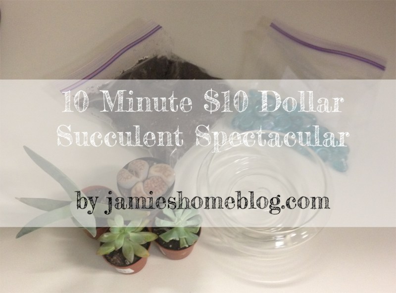 Easy DIY Succulent Garden